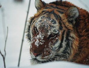 Житель Приморья получил срок за незаконную охоту на тигра