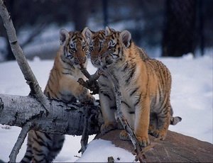 Фотоловушки помогут дальневосточникам посчитать леопардов и тигров