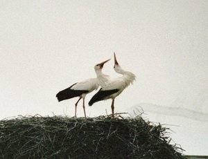 Приамурье готовится к прилету аистов