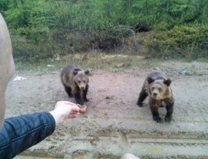 На трассе в Якутии водитель подкормил двух медвежат (ФОТО)