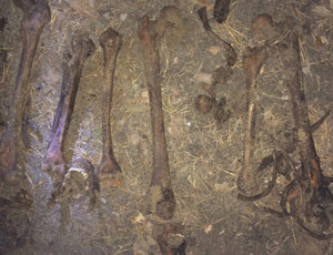 Реконструированы лица двух людей, чьи скелеты найдены осенью на Уралмаше (ФОТО)