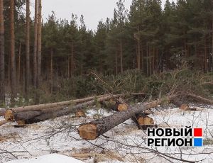 Кража леса Минобороны в Свердловской области на 840 миллионов вылилась в уголовное дело