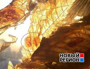 В магазинах Екатеринбурга торгуют рыбой с червями (ВИДЕО)