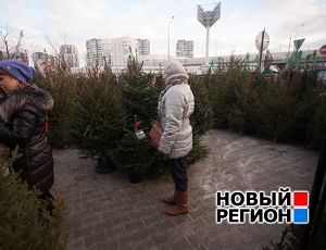 В Екатеринбурге массово открываются елочные базары: метр елки доходит до 3000 рублей (ФОТО)