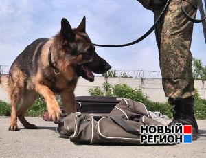 Деньги пахнут – собаки Кольцовской таможни ищут контрабандную валюту (ВИДЕО)
