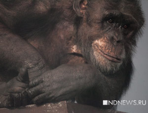 Драма Джонни: шимпанзе из Екатеринбургского зоопарка думает, что он человек (ФОТО)