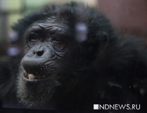 Человек – это всего лишь ремикс шимпанзе, страдающий антропоцентрическим шовинизмом (ФОТО)