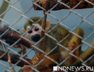 В зоопарке используют аромалампы для защиты обезьян от гриппа (ВИДЕО)