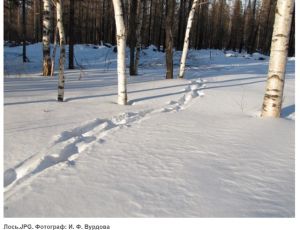 Метки медведей, лунки тетерева, следы лося и горностая – на Урале прошла перепись зверей и птиц (ФОТО)