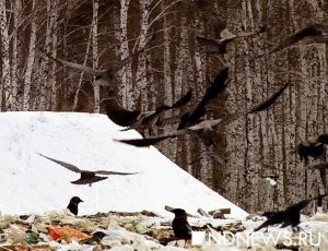 Представители прокуратуры прибыли с проверкой на свалку, птицы которой угрожают аэропорту Кольцово (ВИДЕО)