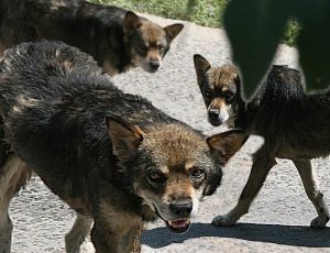 Стая озлобленных собак держит в страхе жителей Алушты