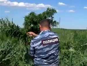 В Подмосковье полиция собрала большой урожай конопли – 700 кг