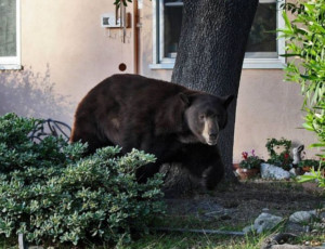 Бродивший двое суток по Белогорску дикий медведь покинул город