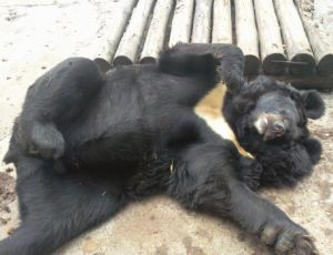 Пьяная медведица загуляла в одном из сел Приамурья