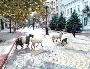 В Керчи сбежавший цирковой козел устроил променад двум своим спутницам (ВИДЕО) (ФОТО)