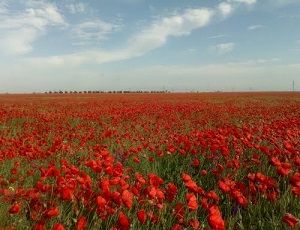 В Керчи не могут определить 100-метровую прибрежную зону