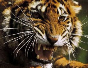 В окрестностях приморского Артема поймали амурского тигра / Специалисты решают вопрос, в какой лес лучше отвезти хищника