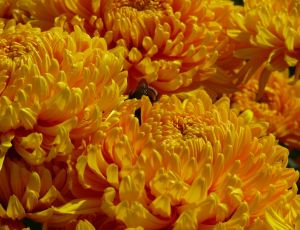 Осеннее солнце:  в Никитском ботаническом саду готовятся к балу златоцветных