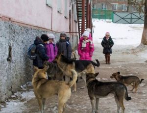 Керчь терроризируют бродячие собаки: озлобленные стаи нападают на людей