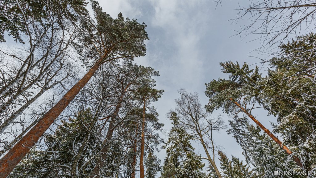 Пропавшую&nbsp; под Челябинском девушку нашли мертвой в лесу