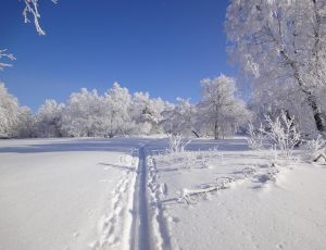 В лесу под Томском заблудились школьники с учителем