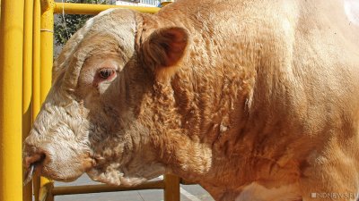 Россельхознадзор запретил ввоз животных и животноводческой продукции из Казахстана