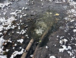 В Челябинской области полгода сливают нечистоты в реликтовый сосновый бор