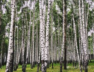 В лесах Зауралья высадили почти 11 миллионов деревьев