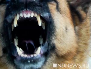 В Ногинском районе цепной волк напал на 10-летнюю школьницу