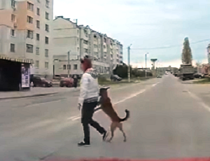 В Севастополе собак переводят за лапу через пешеходный переход (ВИДЕО)