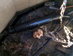 В Красноуфимске местные жители пытаются спасти дикого хомяка, упавшего в колодец