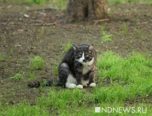 Итальянки не поделили кота, живущего двойной жизнью