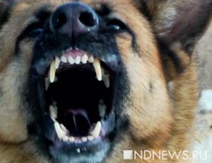 В Подмосковье на 11-летнюю девочку напал «домашний» волк