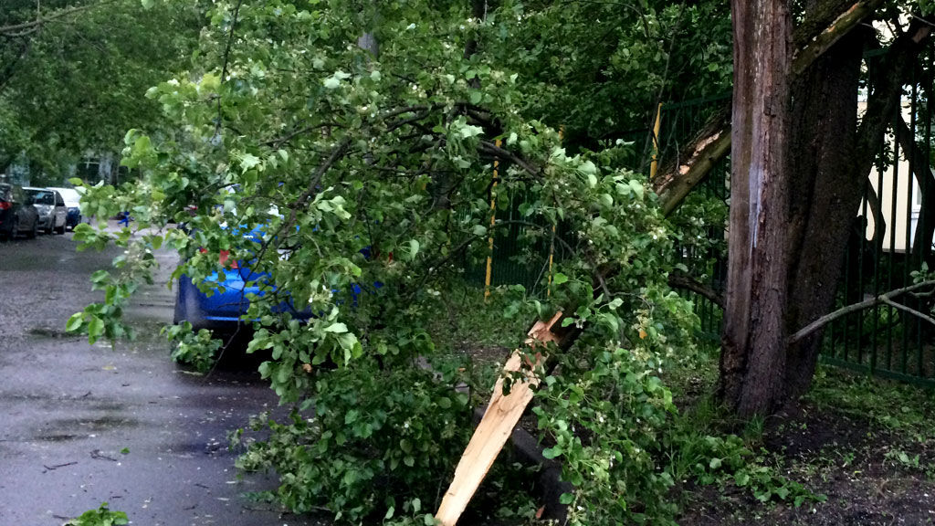 СКР и прокуратура проверят падение дерева на девочку в Серпухове