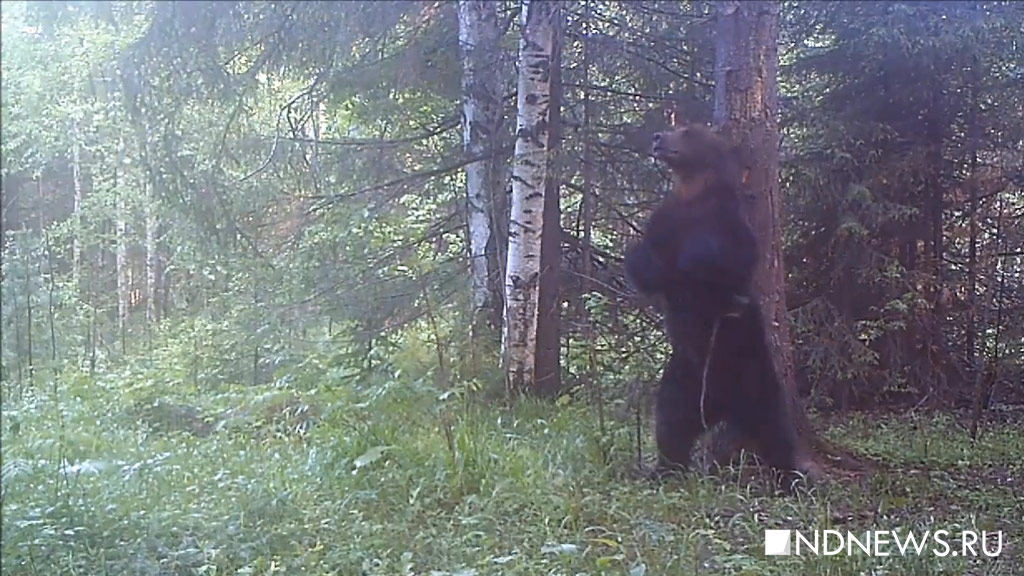 Медведь растерзал бывшего депутата-бизнесмена в Якутии