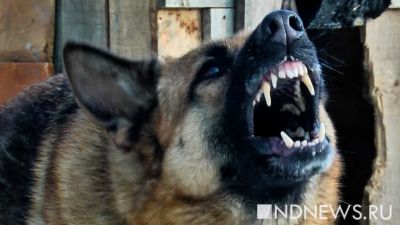 Агрессивные собаки, нападающие на екатеринбуржцев, нашли укрытие у военных