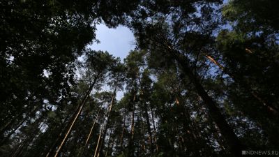 В Забайкалье китаец организовал контрабанду леса на 2,6 млрд рублей