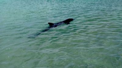 В Евпатории туристы делают селфи с умирающим дельфином (ФОТО, ВИДЕО)