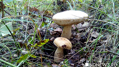 В крымском лесу шесть туристов нашли и съели ядовитый гриб