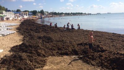 В Евпатории шторм выбросил на берег тонны водорослей (ФОТО)