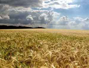 В Крыму рассчитывают установить новый рекорд по сбору зерновых