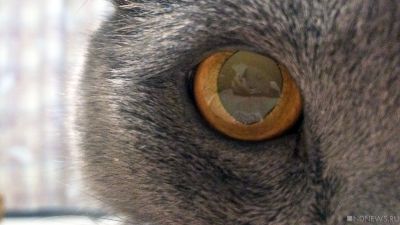 В Челябинске домашняя кошка погибла от бешенства