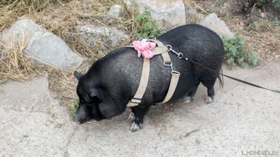 Украина подбросила Крыму свинью
