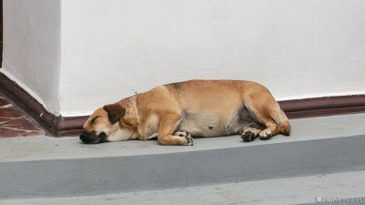 В поселке под Челябинском от бешенства погиб щенок