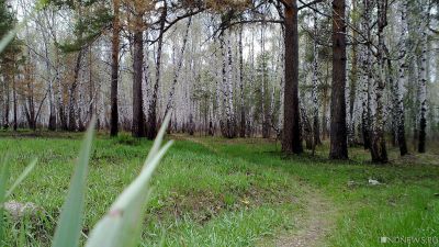 Мэрия Челябинска подтвердила: лес у Золотой горы пойдет под нож