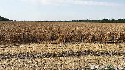 В Свердловской области ожидается рекордный урожай зерна