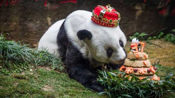 12 туристов из-за плохого поведения навсегда потеряли право посещать центр по разведению панд в Китае