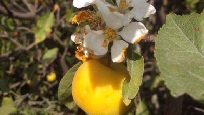 Крымская сентябрьская аномалия: растения одновременно цветут и плодоносят (ФОТО)