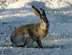 На грани вымирания: на Южном Урале запретили отстреливать зайцев