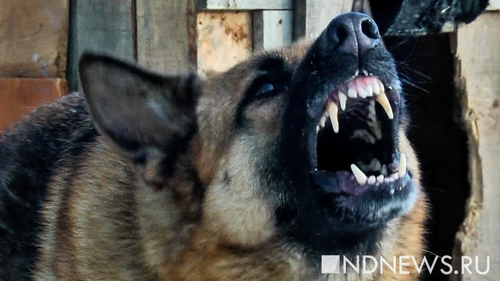 Бродячие собаки могут опозорить Подмосковье на весь мир во время чемпионата мира по футболу